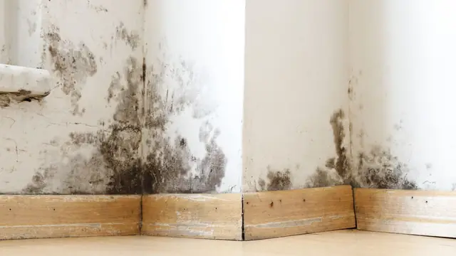Mold staining along the lower part of a wall above the baseboard
