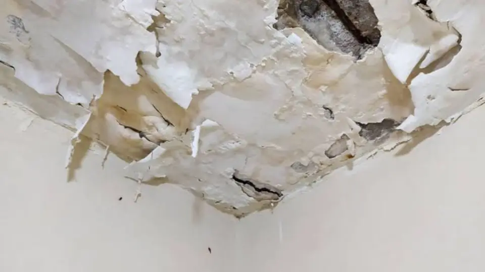 Peeling paint and stained plaster on a ceiling corner after a leak